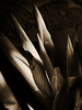 Sepias, grays and b&w.  Utilizing split-toning to create moody images. : Viewing flowers differently; utilizing split-toning to create moody images.