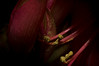 Flower Erotica : 
