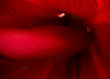 Winparkman > Sepias, grays and b&w >  Morning flowers (2 of 2)