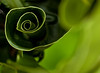 Winparkman > Sepias, grays and b&w >  swrils of green-89