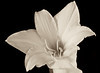 Flower Erotica : 