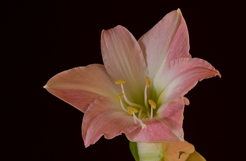 Amaryllis 141