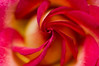 Winparkman > Sepias, grays and b&w >  Rose-2056