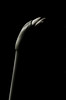 Winparkman > Sepias, grays and b&w >  Amaryllis-2705-3
