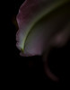 Flower Erotica : 