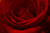 Winparkman > Sepias, grays and b&w >  rose-4273