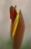 Flower Erotica : 