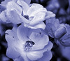 Winparkman > Sepias, grays and b&w >  roses in blue