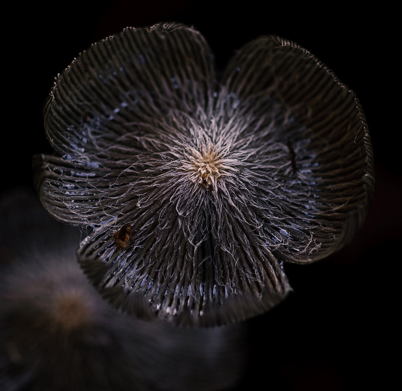 Toadstool 3611