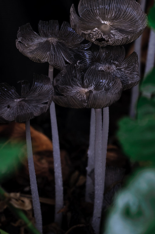 Little World