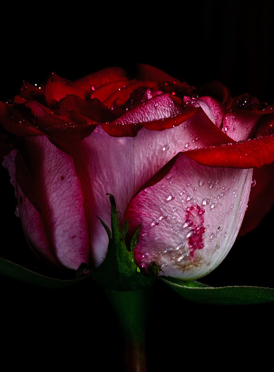 Rose, side detail